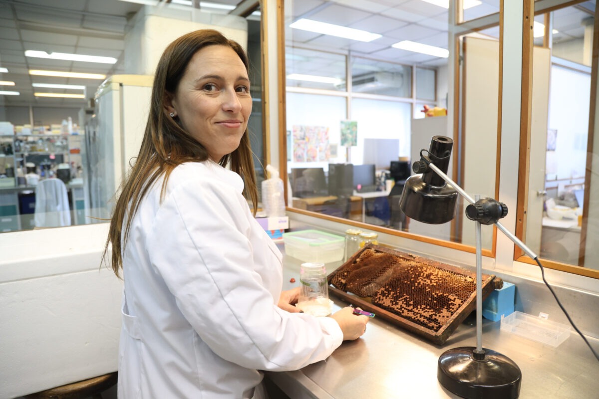 Uma rede ibero-americana de cientistas sai em defesa das abelhas para salvar colmeias na América Latina