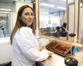 Uma rede ibero-americana de cientistas sai em defesa das abelhas para salvar colmeias na América Latina