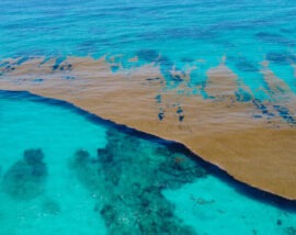 Sargazo: la marea marrón que desafía al Caribe